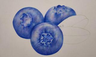 蓝莓的皮是什么颜色 蓝莓是什么颜色